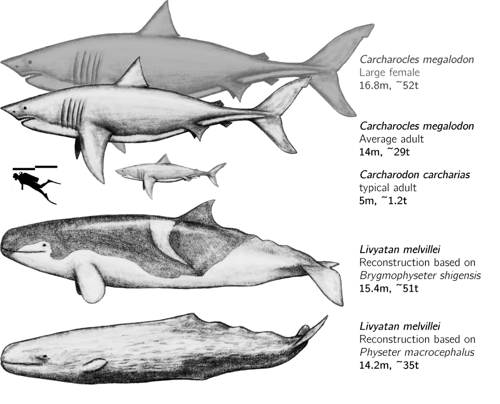 Livyatan_megalodon_comparison